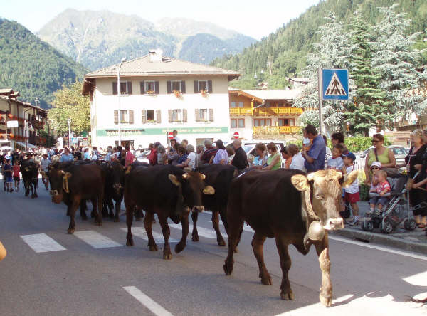 Sfilata delle vacche di razza Rendena