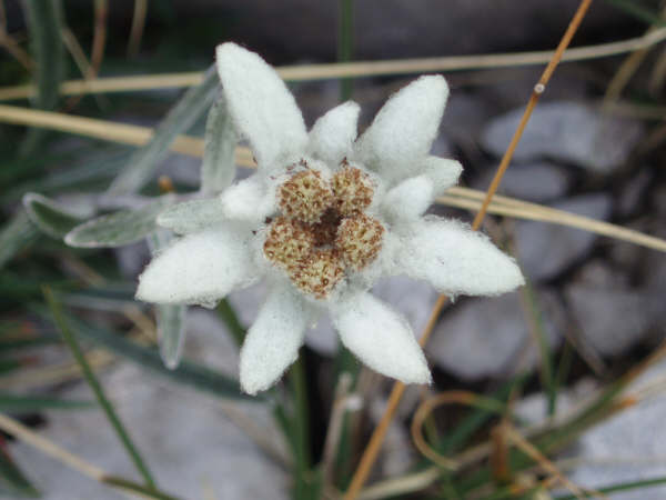 Stella alpina