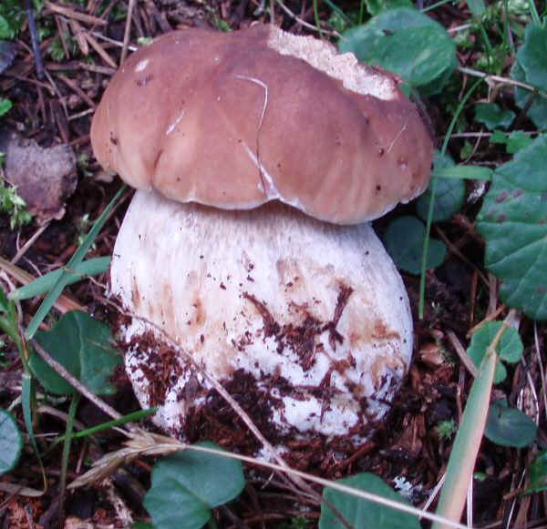 Porcino - Boletus edulis